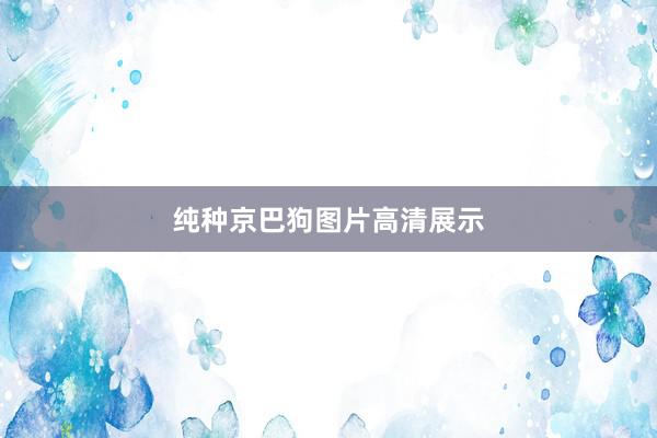 纯种京巴狗图片高清展示